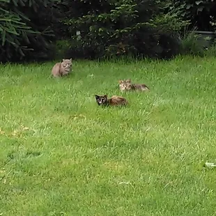 Adjacent to their parking lot is a grassy lot with these unapproachable cute little turds living there.