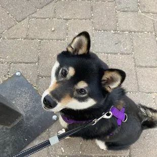 My grand- fur