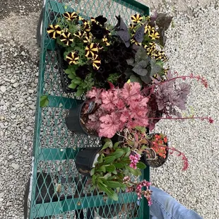 Loving these funky petunias!