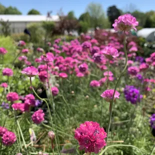 a field of purple flowers