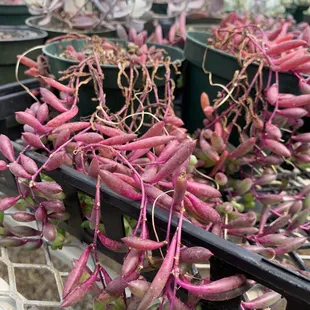 a variety of vegetables