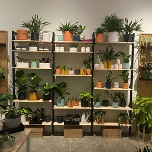 a variety of house plants on shelves