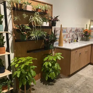 a variety of houseplants in a room
