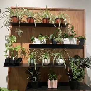 Part of the plant section!