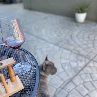 a glass of wine on a table next to a cat