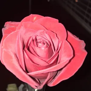 a single red rose in a vase