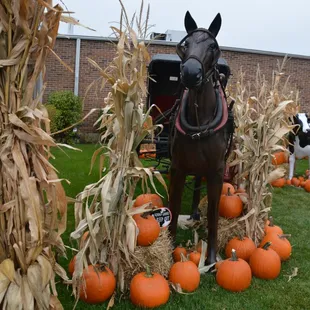a horse in a field of pumpkins