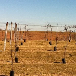 rows of trees in a field