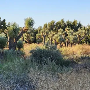 Joshua trees.