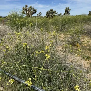 Wild Mustard in bloom