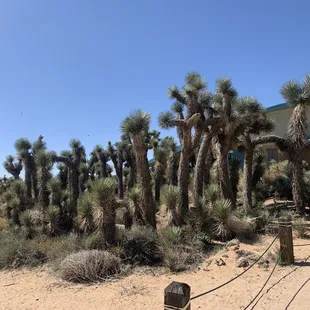 Desert  plants