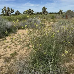 Wild Mustard in bloom