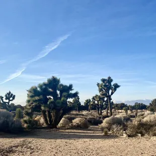 Beautiful, Joshua Trees!