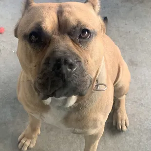 This dog in the restaurant