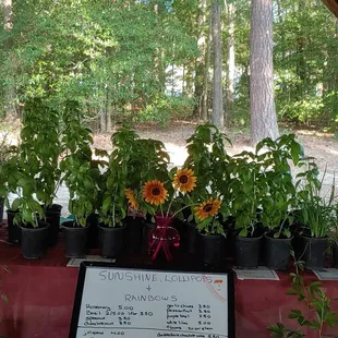 Amy the Basil Lady at the Prince George Farmers Market