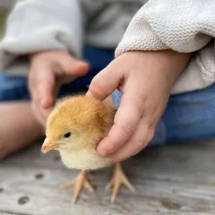 Baby chicks session