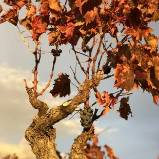 The vineyards go to sleep in the autumn.