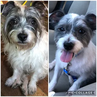 This was my newly adopted dog, Renly, before and after his grooming!