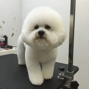 Beautiful Bichon Frise!