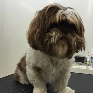 A Shih Tzu boy Payton BEFORE