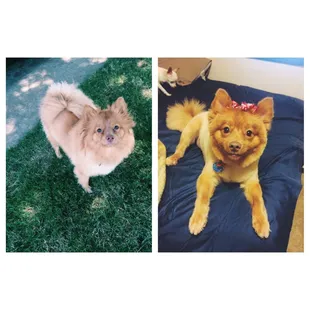 Before and after! They really do a great job, they&apos;re super nice, and always take good care of my baby :)