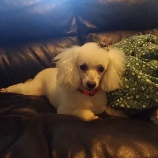 My toy poodle was neglected at her daddys and had matted fur but prissy pampered pups made her confident beautiful again!