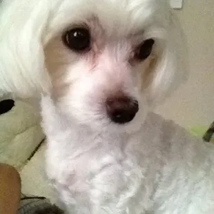 After his haircut! He is a boy...