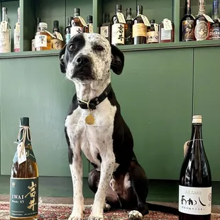 a black and white dog sitting next to a bottle of wine