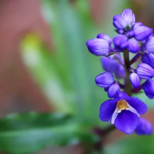 I love BOKEH photos!! And the COLOR!! Using my phone can't come near the true life color as with the rented Canon.