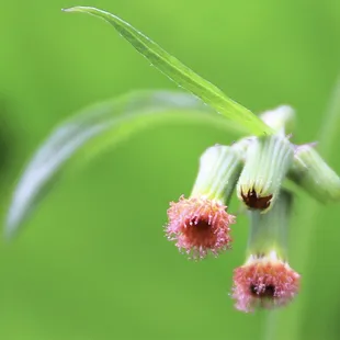 Even "weeds" look cool with this camera!