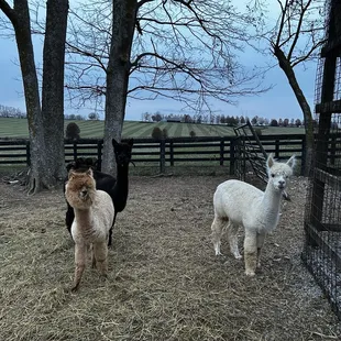 Outside farm animals