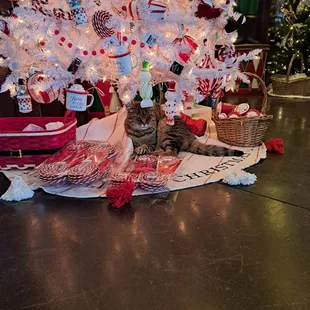 a cat under a christmas tree