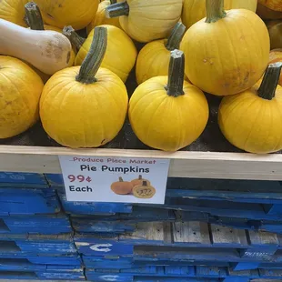 pumpkins and squash for sale