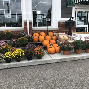 a variety of pumpkins and flowers