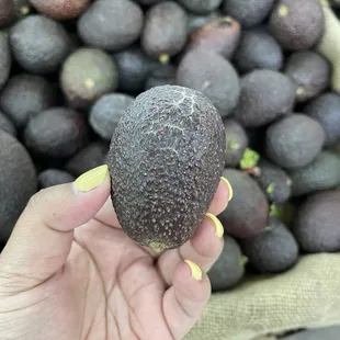 Small avocados for $1.00 (5)