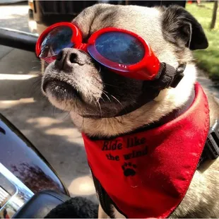 Gus sporting his Doggles &amp; Ride like the wind neck scarf made by Production Creek Specialty Advertising.
