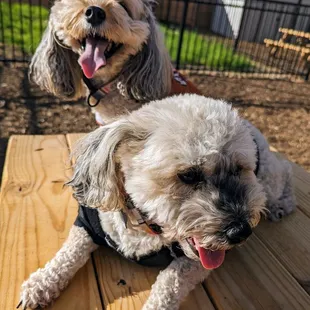 Pet friendly!