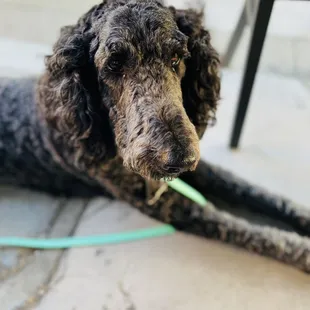 outside seating for dogs!