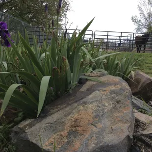 Project RIDE has a nature trail and outside paddocks in addition to an indoor riding arena