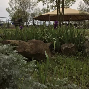 Project RIDE grounds, where horses roam and flowers bloom