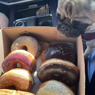 Key lime (right front), Boston creme, Nutella biscoff, pug, apple danish (left front), blueberry, pineapple
