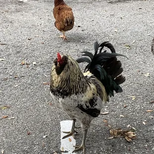Chickens and roosters around the shop! Love it!!
