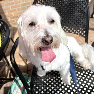 Henry enjoying the view from his chair on the patio.