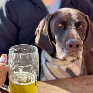 Quaker Oats dog enjoying the patio