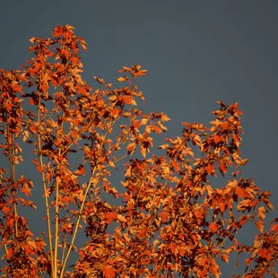an orange tree against a blue sky