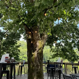 Seating under a shade tree