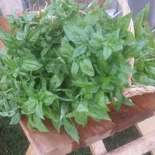 Basil