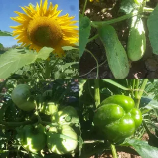a sunflower and some green tomatoes
