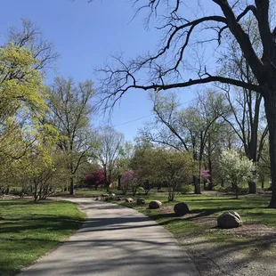 Beautiful trees