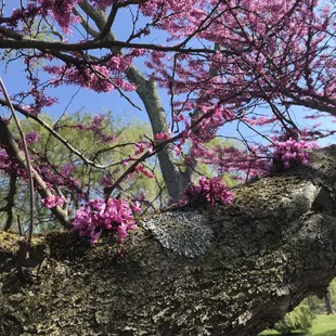 Spring